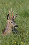  roe Deer ( Capreolus capreolus )