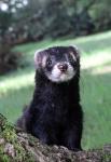 Polecat (Putorius putorius)