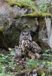 Eagle Owl (Bubo bubo)