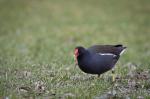 Common Gallinule (Gallinula chloropus)