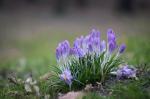 Dutch crocus (Crocus vernus)