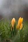 Šafrán zlatý (Crocus chrysanthus)