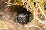 Field Cricket (Gryllus campestris)