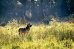 Fallow Deer (Dama dama)