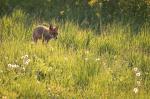  fox  ( Vulpes Vulpes)