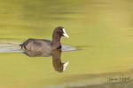 Eurasian Coot (Fulica atra)