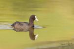 Eurasian Coot (Fulica atra)