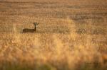  roe Deer ( Capreolus capreolus )