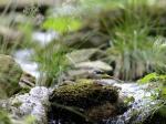 Grey Wagtail (Motacilla cinerea)