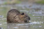 Nutria, Coypu (Myocastor coypus)