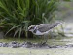 Little Ringed Plover (Charadrius dubius)