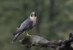 Peregrine (Falco peregrinus)