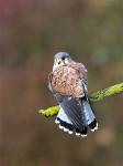 Kestrel (Falco tinunculus)