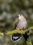 Kestrel (Falco tinunculus)