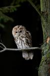 Tawny Owl (Strix aluco)