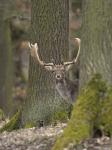 Fallow Deer (Dama dama)