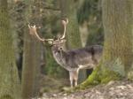 Fallow Deer (Dama dama)