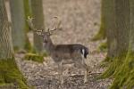 Fallow Deer (Dama dama)