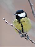 Great Tit (Parus major)