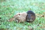 Nutria, Coypu (Myocastor coypus)