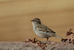 Vrabec domácí (Passer domesticus)