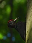 Black Woodpecker (Dryocopus martius)