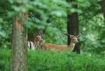 Fallow Deer (Dama dama)