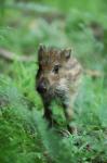  Wild Boar ( Sus scrofa)