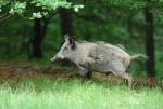  Wild Boar ( Sus scrofa)