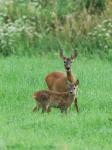  Srnec obecný ( Capreolus capreolus )