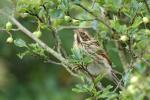 Strnad rákosní (Emberiza schoeniclus)