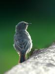 Black Redstart (Phoenicurus ochruros)