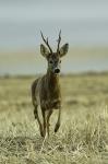  roe Deer ( Capreolus capreolus )