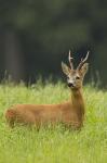  roe Deer ( Capreolus capreolus )