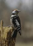 Middle Spotted Woodpecker (Dendrocopos medius)