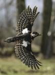 Great Spotted Woodpecker (Dendrocopos major)