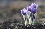 Pasque Flower (Pulsatilla grandis)