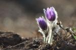 Koniklec velkokvětý (Pulsatilla grandis)