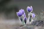 Pasque Flower (Pulsatilla grandis)