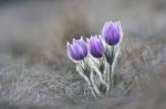 Pasque Flower (Pulsatilla grandis)