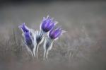 Koniklec velkokvětý (Pulsatilla grandis)