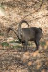 Goat ibex (Capra ibex)