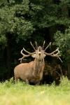 Jelen lesní (Cervus elaphus)