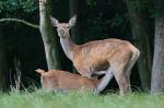 Red Deer (Cervus elaphus)