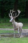 Red Deer (Cervus elaphus)