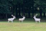 Red Deer (Cervus elaphus)