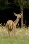 Jelen lesní (Cervus elaphus)