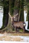 Sika deer (Cervus nippon nippon)