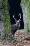 Sika deer (Cervus nippon nippon)