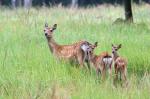 Sika deer (Cervus nippon nippon)